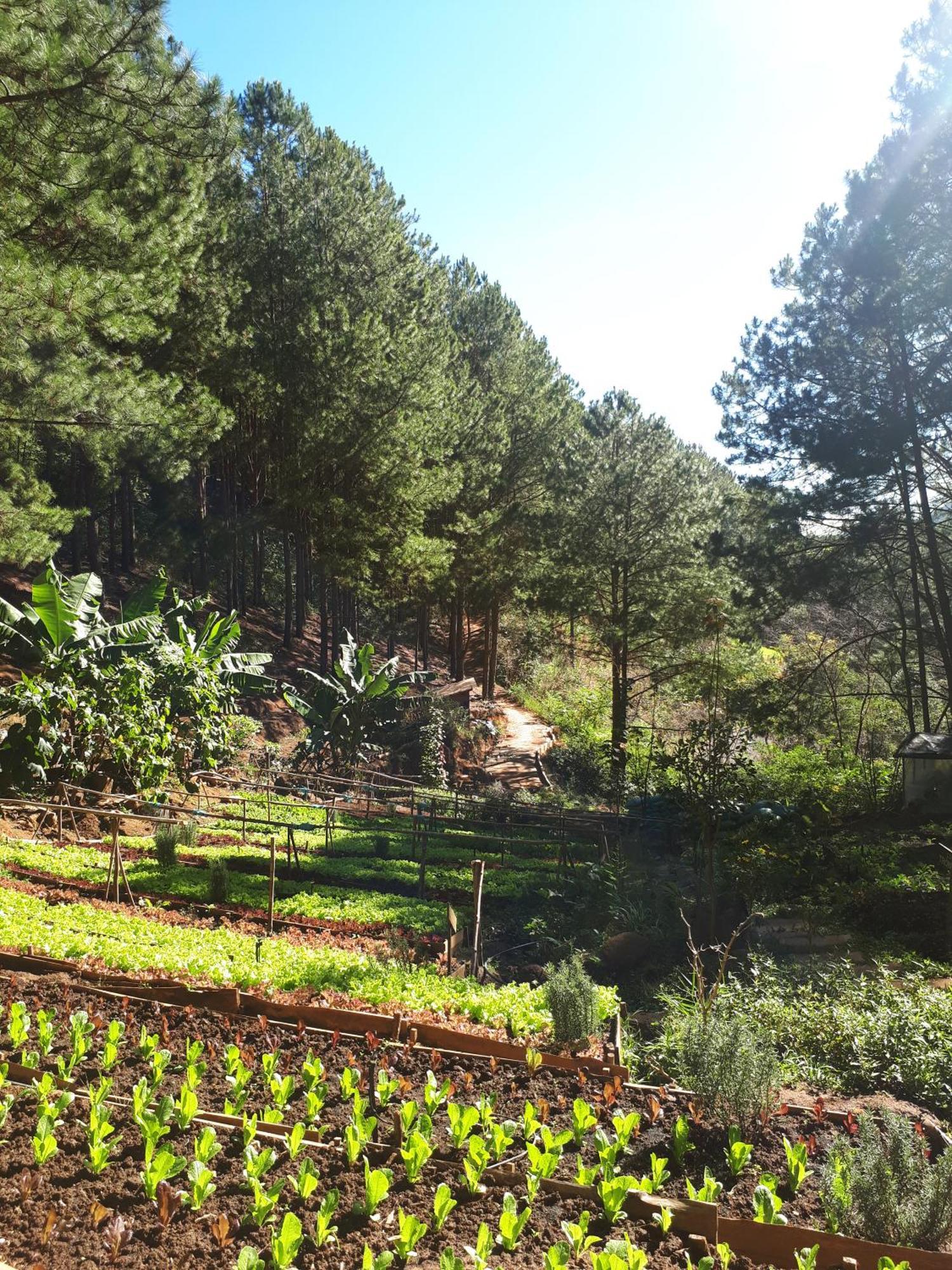 Mo Stay - Forest Resort Dalat Exterior foto